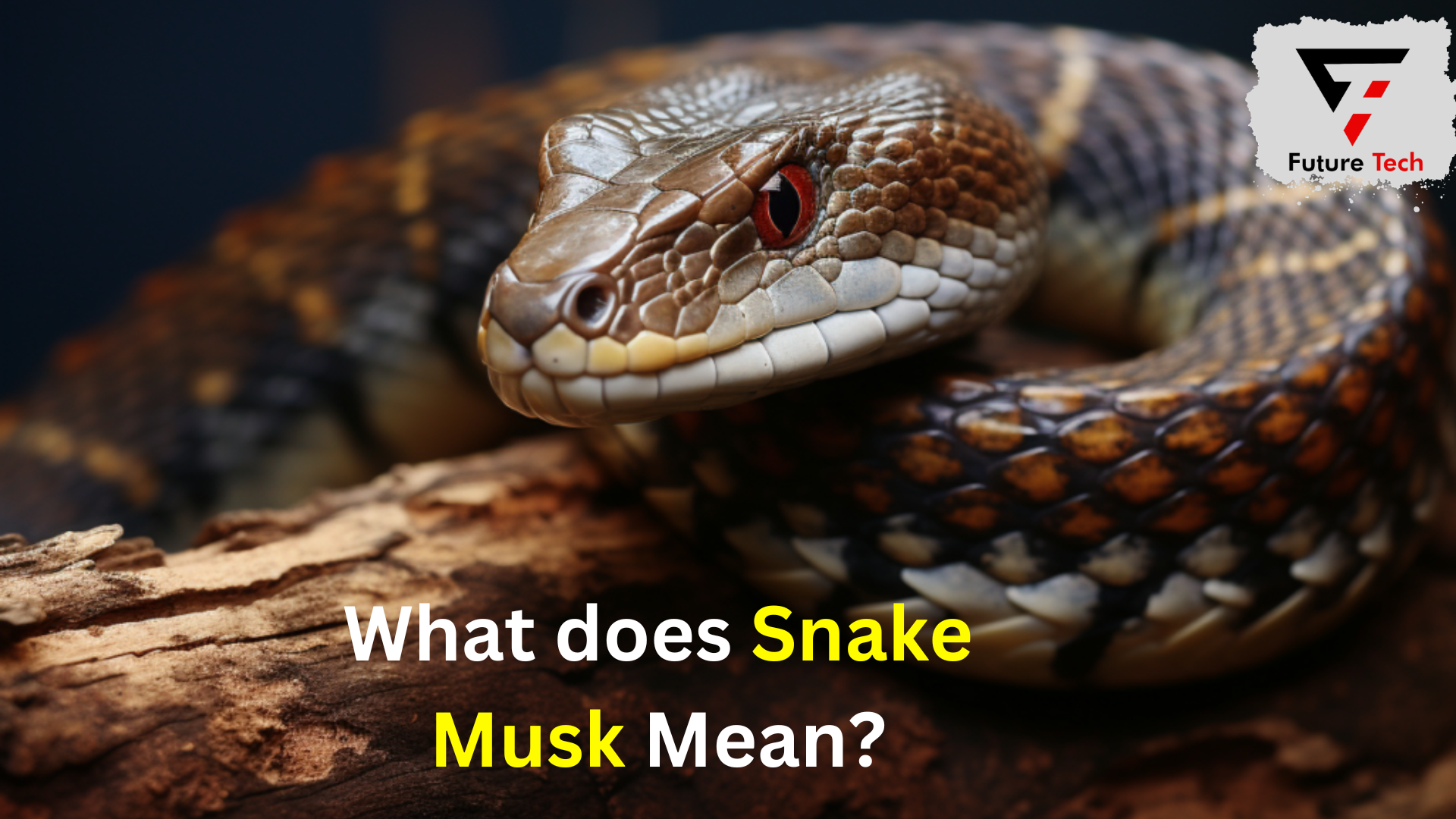 What does Snake Musk mean?