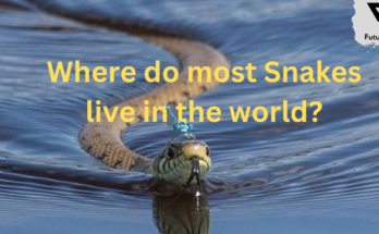 Where do most Snakes live in the world?