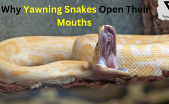 Why Yawning Snakes Open Their Mouths