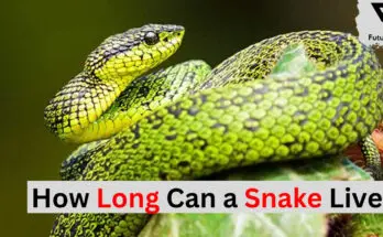 How Long Can a Snake Live