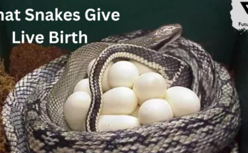 Snakes Birth