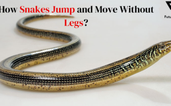 How Snakes Jump and Move Without Legs?