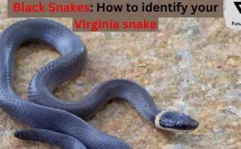 Black Snakes: How to identify your Virginia snake