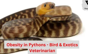 Obesity in Pythons - Bird & Exotics Veterinarian