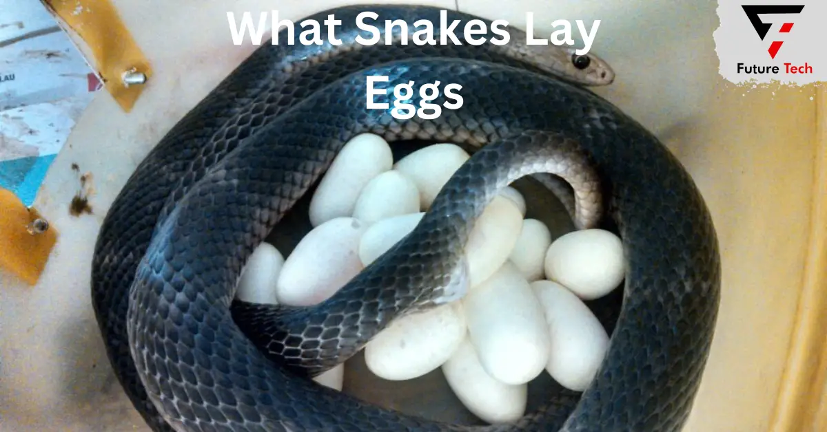 Which Snakes Lay Eggs, and Which Give Birth to Live Young?