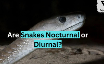 Are Snakes Nocturnal or Diurnal