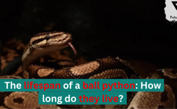 The lifespan of a ball python: How long do they live?