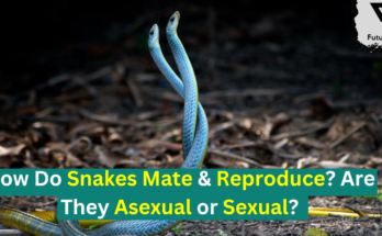 How Do Snakes Mate & Reproduce? Are They Asexual or Sexual?