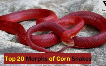 Top 20 Morphs of Corn Snakes