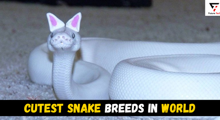 Cutest Snake Breeds