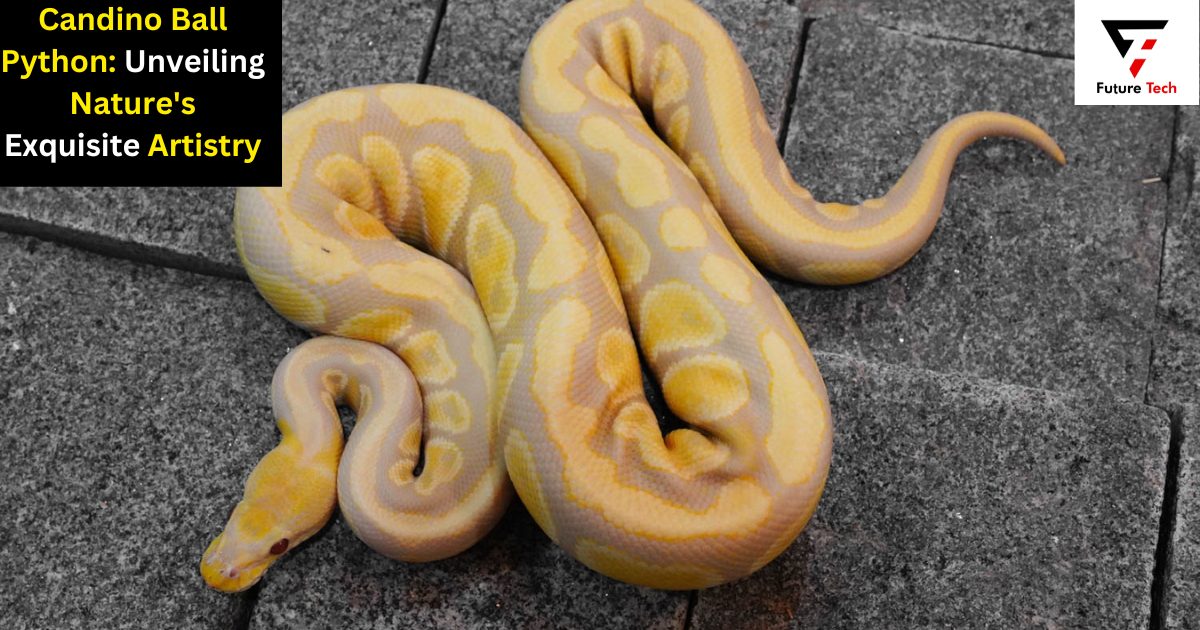 Candino Ball Python: Unveiling Nature's Exquisite Artistry