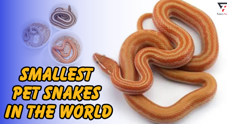 Smallest pet snake in the world