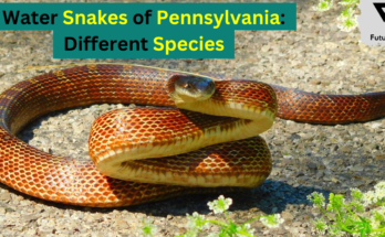 Water Snakes of Pennsylvania: Different Species
