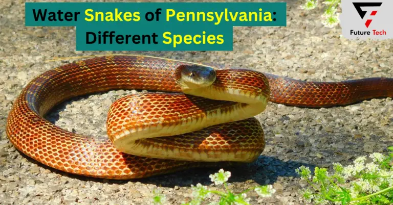 Water Snakes of Pennsylvania: Different Species