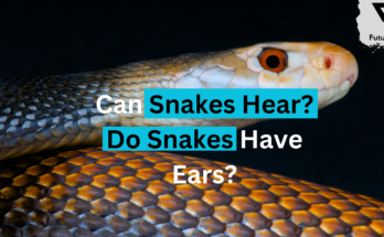 Can Snakes Hear? Do Snakes Have Ears?