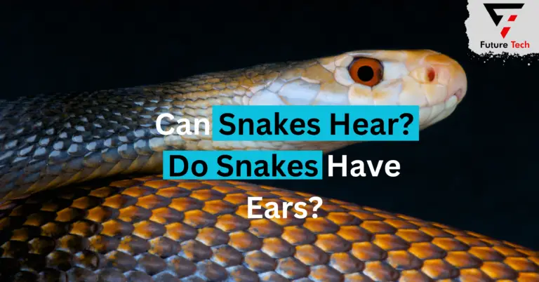 Can Snakes Hear? Do Snakes Have Ears?