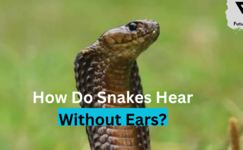 Snakes Hear Without Ears?