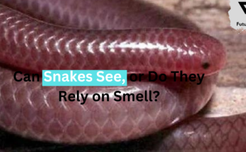 Can Snakes See, or Do They Rely on Smell?