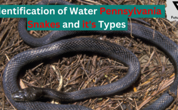 Identification of Water Pennsylvania Snakes and it's Types