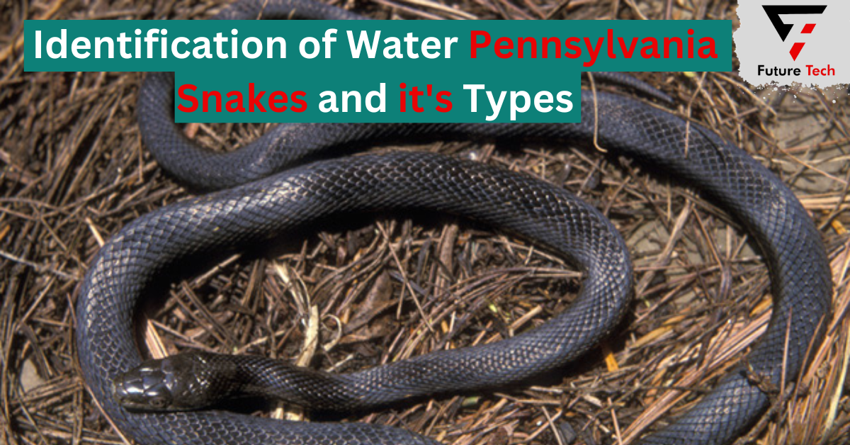 Identification of Water Pennsylvania Snakes and it's Types