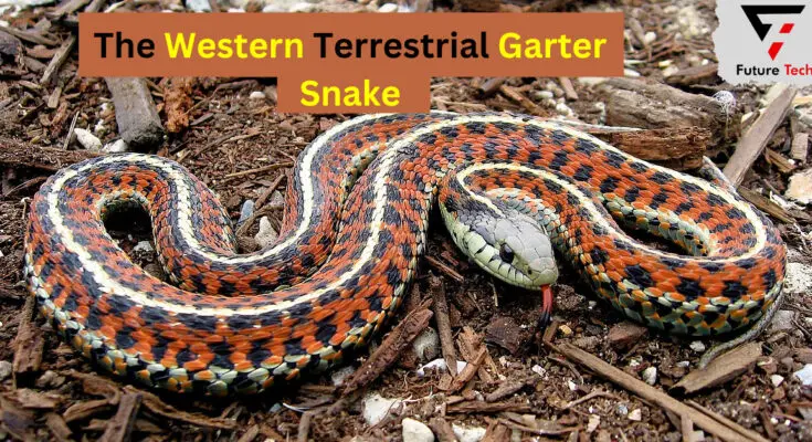 The Western Terrestrial Garter Snake