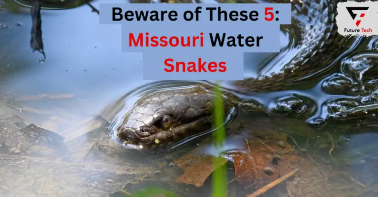 Beware of These 5: Missouri Water Snakes