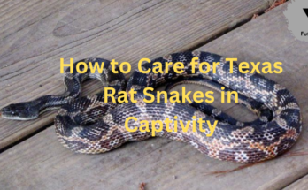 Texas Rat Snakes