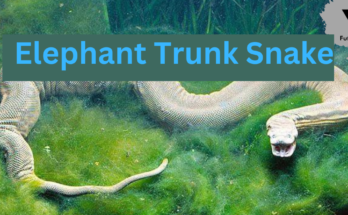 Elephant Trunk Snake