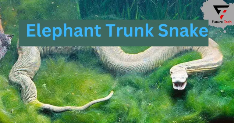 Elephant Trunk Snake