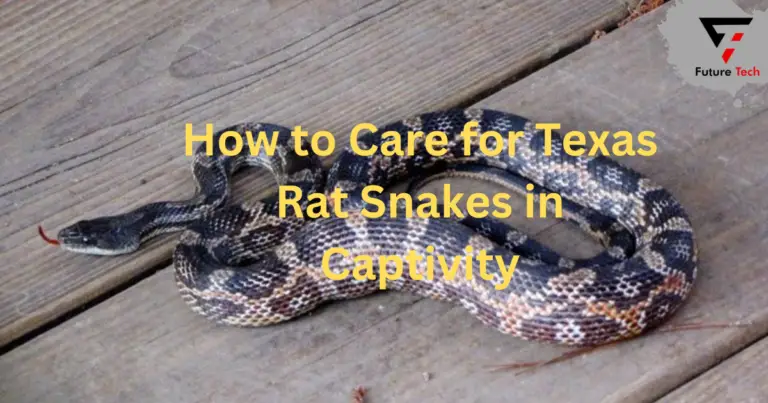 Texas Rat Snakes