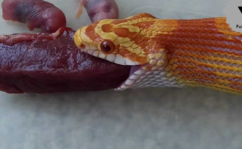 Snakes Carnivores,